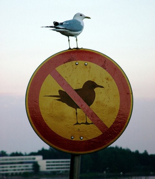 ironic-no-birds-signage