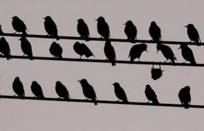 Nonconformist-bird_thumb