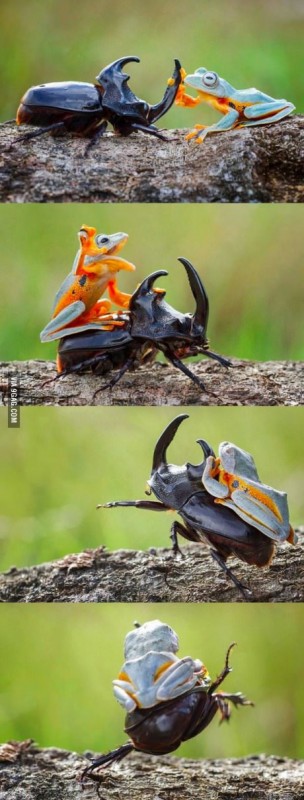 Onward+my+noble+steed+this+fro
