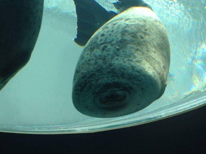 A+seal+crashing+into+a+glass_6